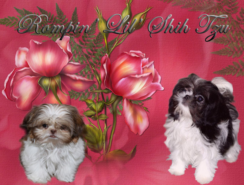Rompin' Lil' Imperial Shih Tzu - Chinese Imperial Shih Tzu Stud